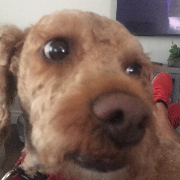 Meet your Posher, William - Picture 1 of 1